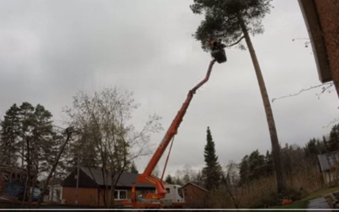 The fastest 12 second tree removal using a Palfinger TKA 28 KS